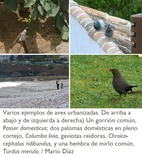 imágenes de aves urbanas