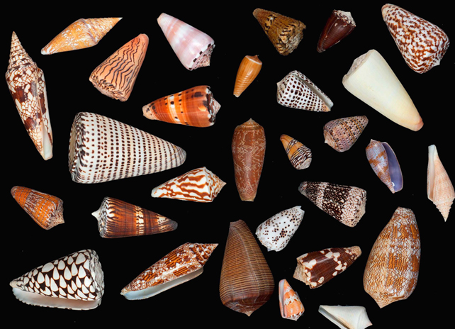 cone species