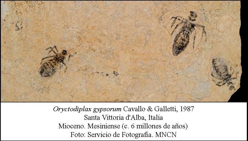 Larvas de Odonatos del Mioceno de Italia