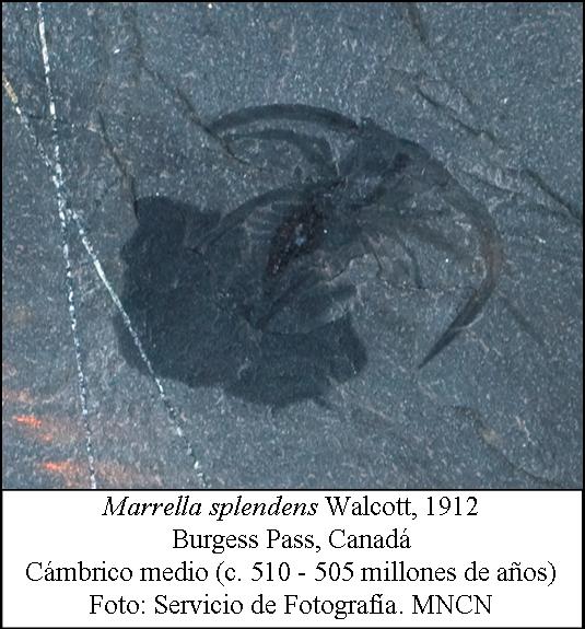 Trilobitomorfo del Cambrico medio de Canadá