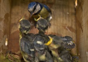 Interior de un nido de herreillos, Cyanistes caeruleus. / Ángel M. Sánchez