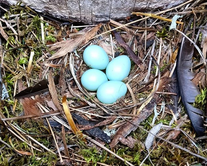 A typical clutch of four eggs in a nicely decorated nest box.