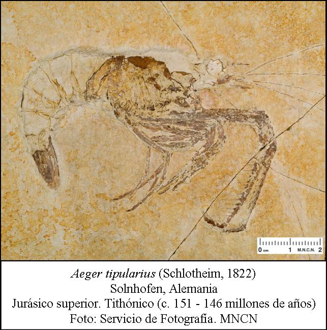 Crustáceo del Jurásico superior de Solnhofen, Alemania