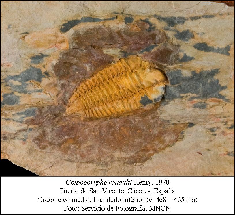 Trilobites del Ordovícico medio de Cáceres