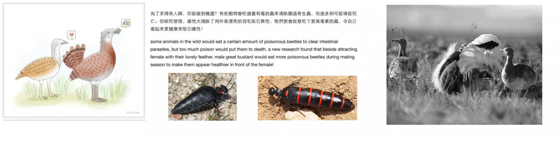 Bustards ingest toxic blister beetles (meloidae), perhaps to self-medicate against parasites. Just one blister beetle, by the way...