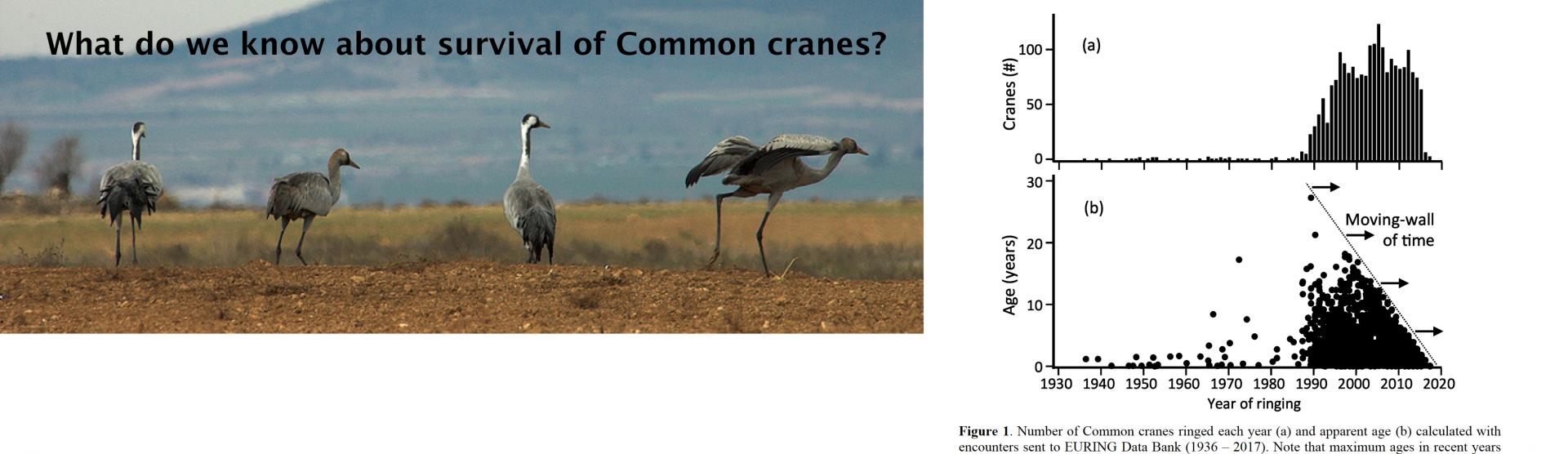 In 1911 it was confirmed that a captive Common crane can live 43 years. About a hundred years later, we still don't know the lifespan of common cranes in the wild. Some people believe that twelve years is a reasonable estimate, but other guesses from re-sightings of tagged cranes put forward six years as a likely lifespan in the wild for most Common cranes. This second guess is hardly compatible with the age of successful first reproduction (c. 5 years). A pretty mess, right?