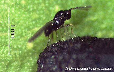 Confirman la efectividad de una avispa parásita para controlar el gorgojo del eucalipto Confirman la efectividad de una avispa parásita para controlar el gorgojo del eucalipto