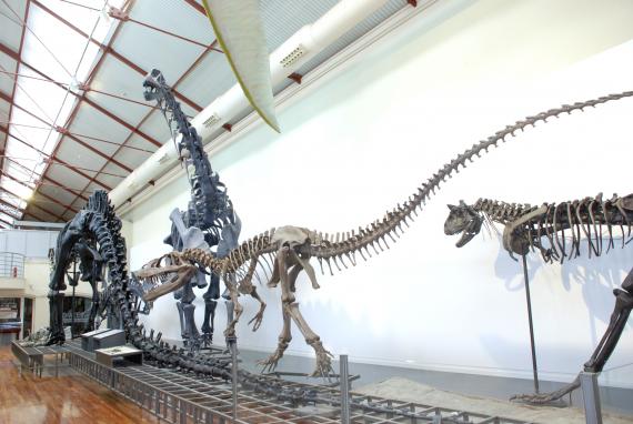 Los Dinosaurios Vuelven Al Museo Nacional De Ciencias Naturales Desde El 14 De Diciembre Museo Nacional De Ciencias Naturales