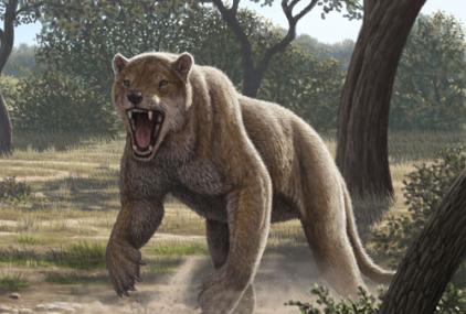 Ilustración del aspecto en vida de Magericyon anceps en actitud defensiva. / Mauricio Antón.